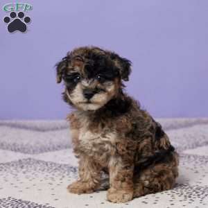 Rosie, Miniature Poodle Puppy